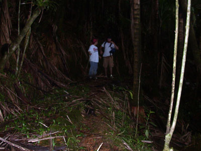 tradewinds trail late in the day and deep in the rainforest