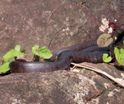 Our guide with a Puerto Rican Boa