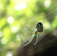 rainforest spider