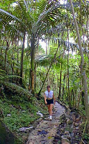 best trail in El Yunque