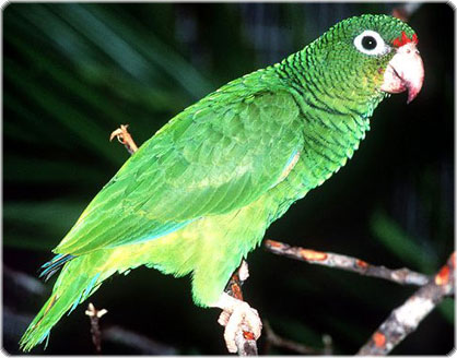 Puerto Rican Parrot