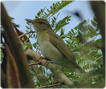 black whiskered vireo