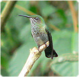 Yellow-shouldered Blackbird