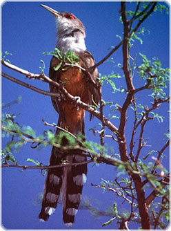 Lizard Cuckoo - birds of Puerto Rico