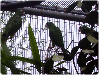 Puerto Rican parrots at breeding facility