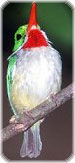 Puerto Rican Tody