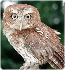 Puerto Rican screech owl