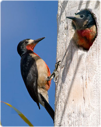 Puerto Rican Woodpecker